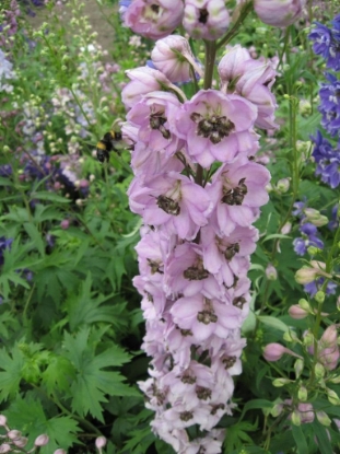 Picture of Delphinium Pacific Giants - Astolat